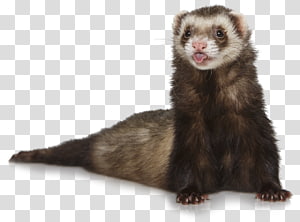 free clipart ferret