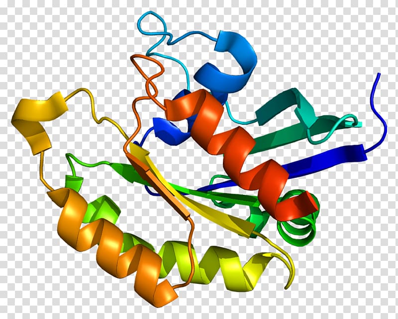 Protein kinase RAB14 Gene Protein Data Bank, others transparent background PNG clipart