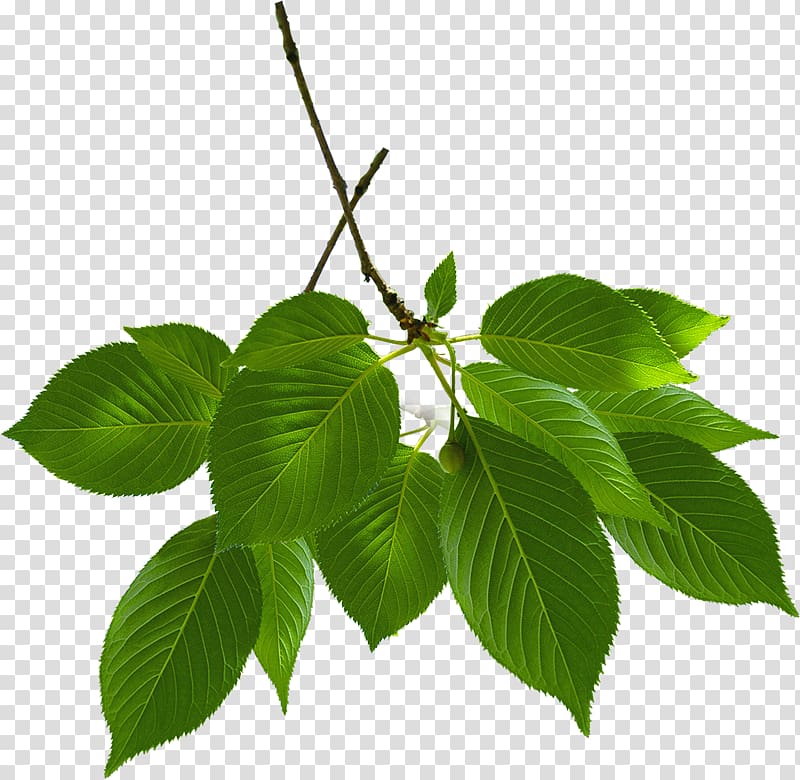 Leaf Encapsulated PostScript , guava leaf transparent background PNG clipart