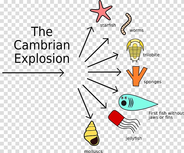 Cambrian explosion Evolution Geological period Organism, others transparent background PNG clipart