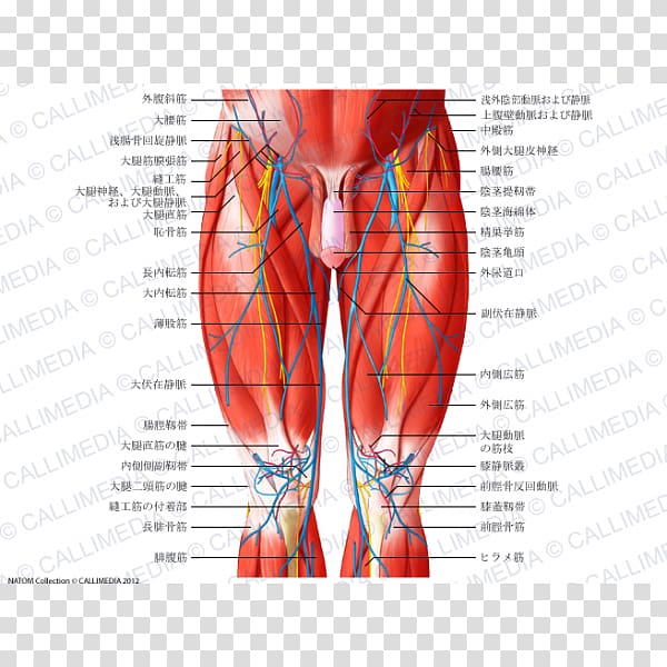 Muscles of the hip Thigh Human body Human leg, others transparent background PNG clipart