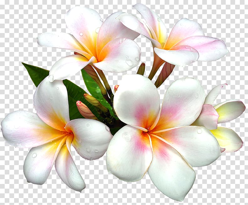 Flower White , Real Flowers transparent background PNG clipart