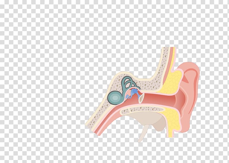 Middle Ear Conditions Chart Pharynx Eustachian tube, ear transparent background PNG clipart