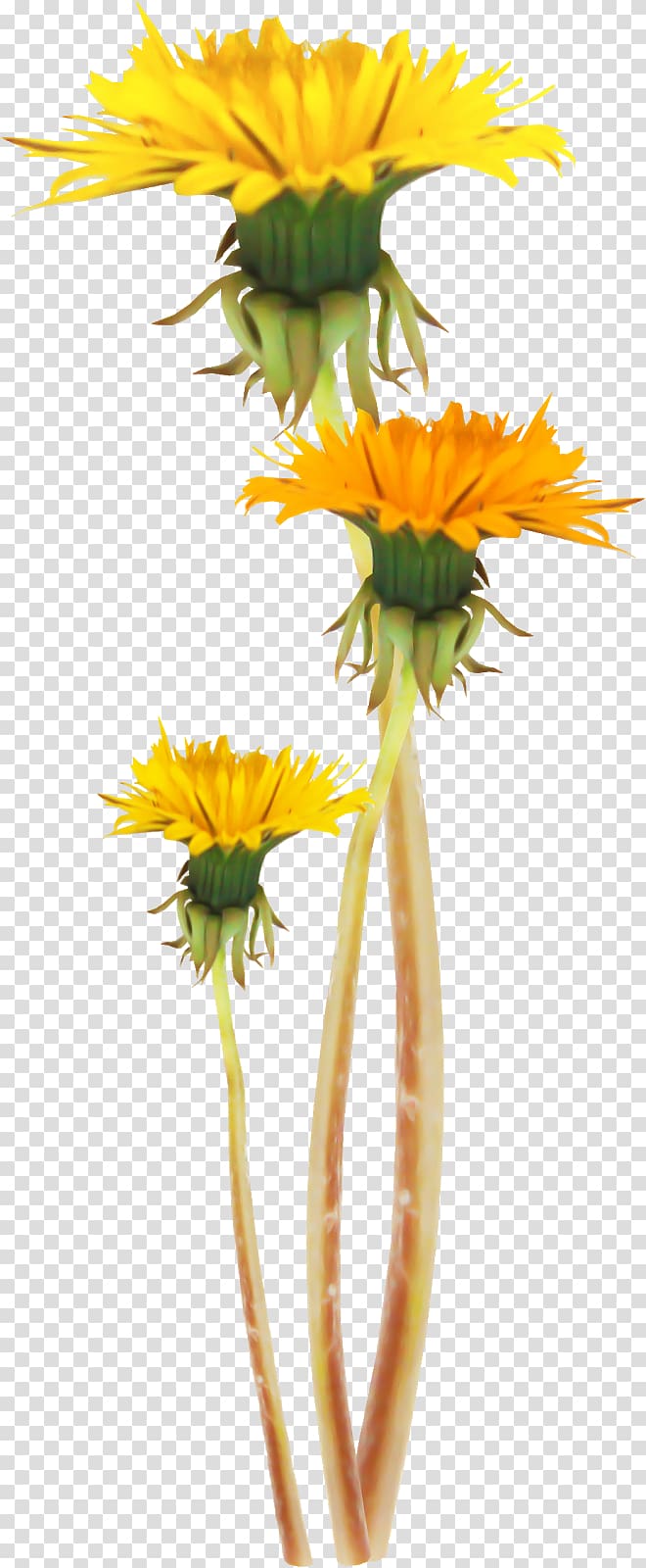 Common sunflower Dandelion Plant stem , dandelion transparent background PNG clipart