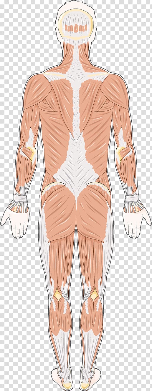 Human leg Hip Thorax Shoulder Muscle, Medical transparent background PNG clipart