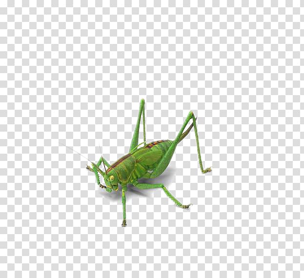 Grasshopper Insect Locust Green, Green insect transparent background PNG clipart