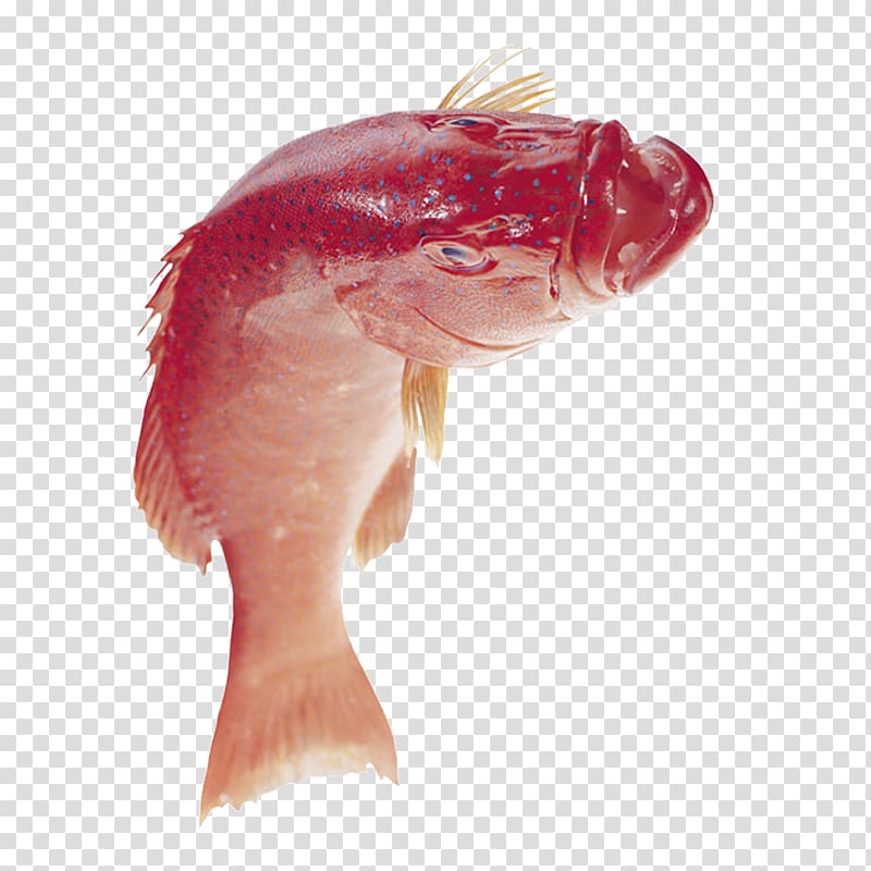 Fish, Fresh head fish transparent background PNG clipart