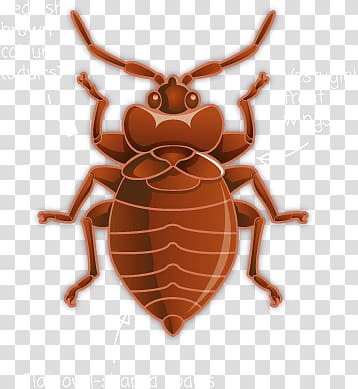 Bed bug transparent background PNG clipart