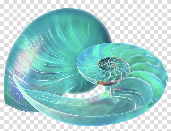 Nautiluses Turquoise Organism, turquoise transparent background PNG clipart