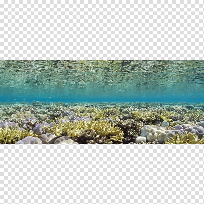 Seascape Underwater Natural Light Glen Cowans, coral sea transparent background PNG clipart