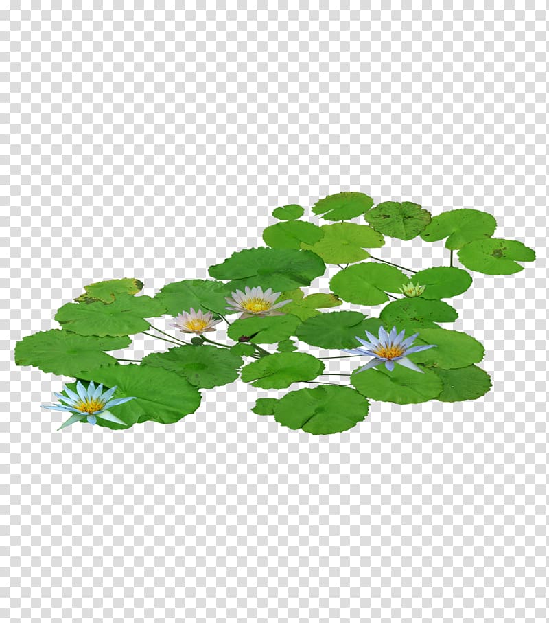 green lily pads , Pygmy water-lily Nelumbo nucifera , A water lily transparent background PNG clipart