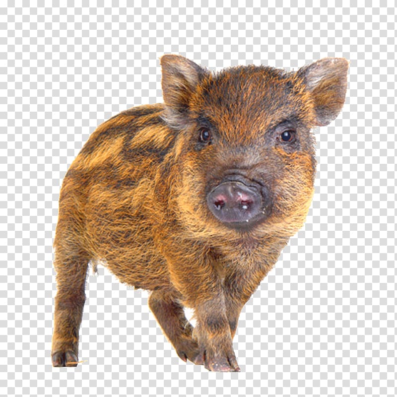 a wild boar transparent background PNG clipart