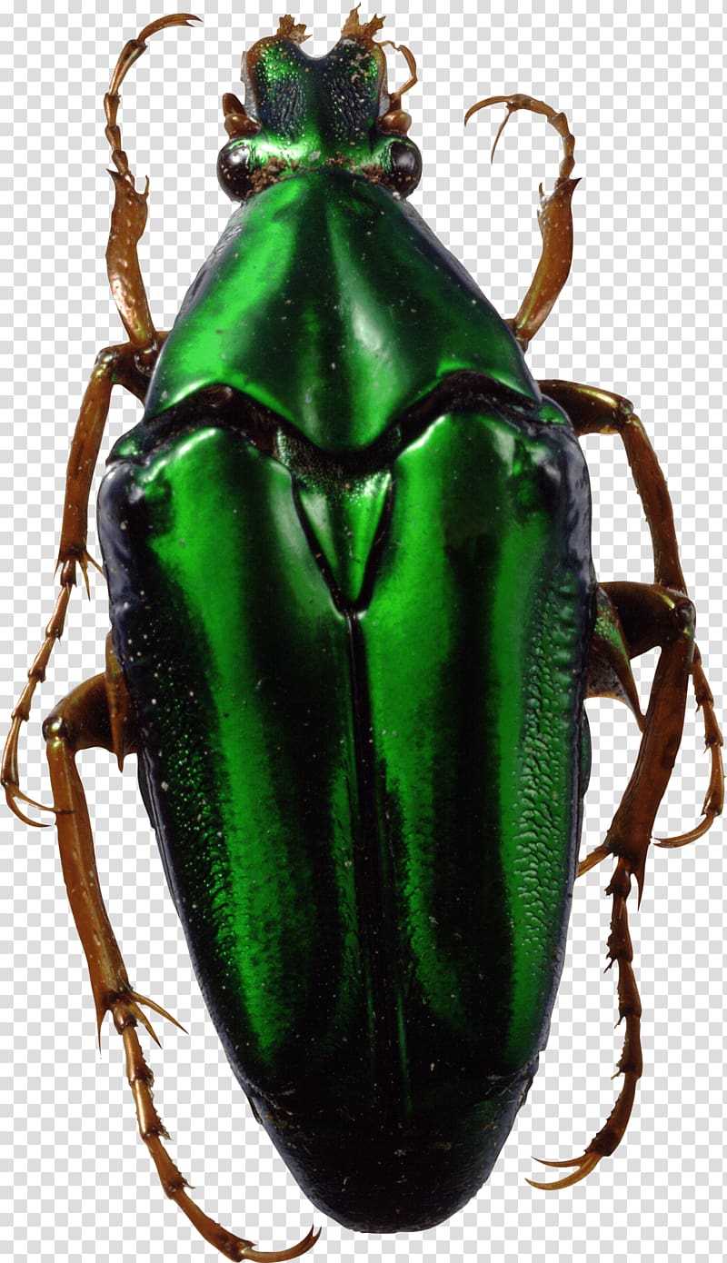 green metallic beetle , Bug Green transparent background PNG clipart