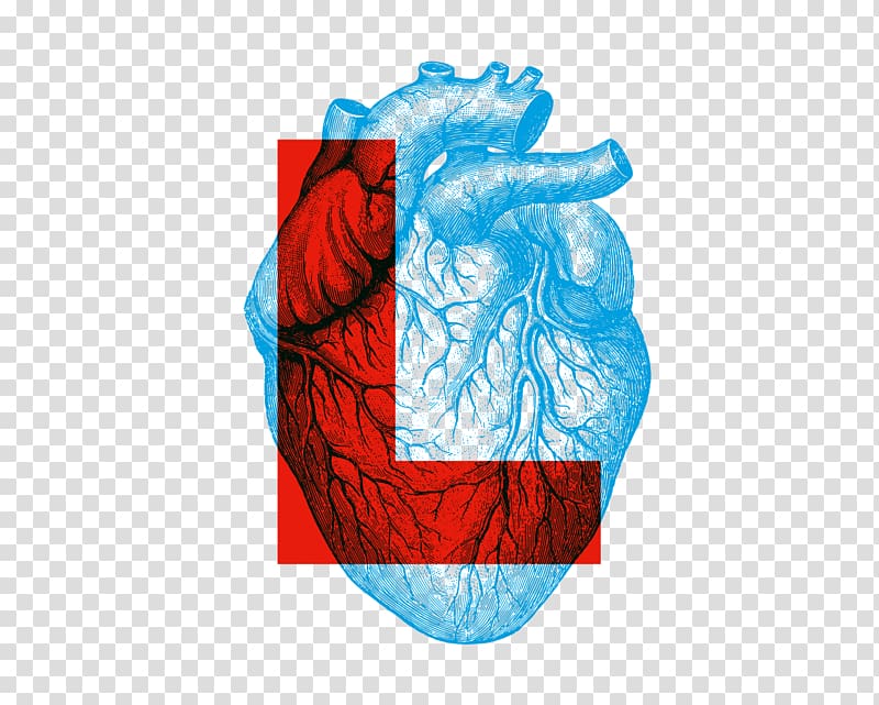 Human Anatomy & Physiology Heart, heart transparent background PNG clipart