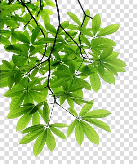 green leafed tree, Leaf Branch Tree , tree transparent background PNG clipart