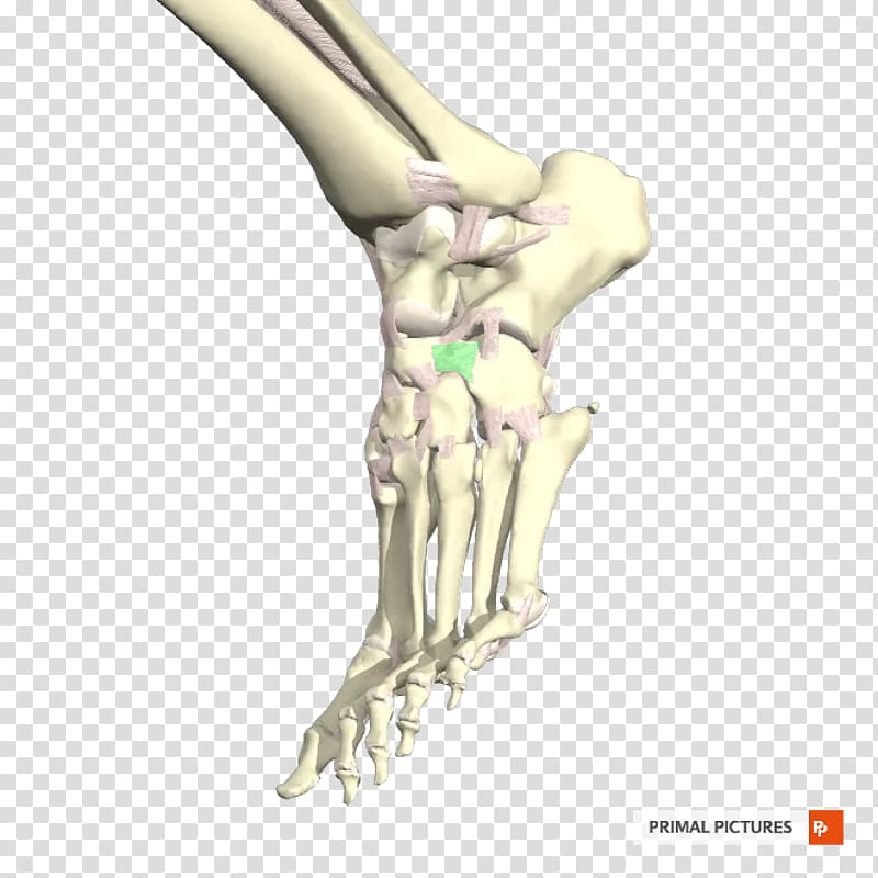 Human leg Arm Limb Joint Shoulder, ligament transparent background PNG clipart