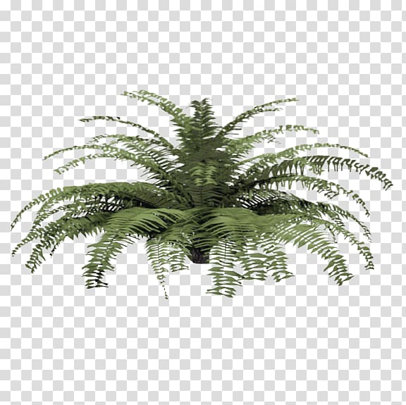 Fern Plant Tree Shrub Material, plant transparent background PNG clipart