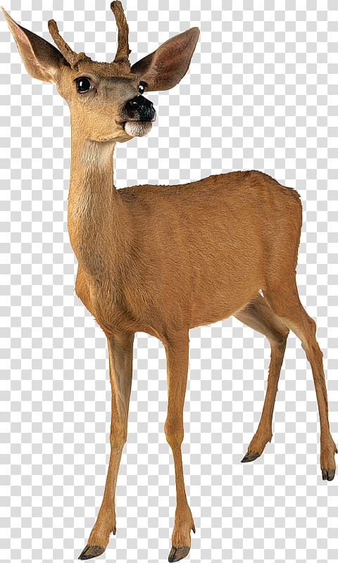 White-tailed deer Roe deer Reindeer , deer transparent background PNG clipart