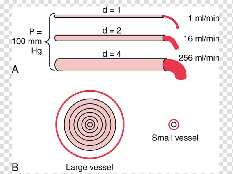 Hagen–Poiseuille equation Ohm's law Physiology Statute Blood vessel, blood transparent background PNG clipart