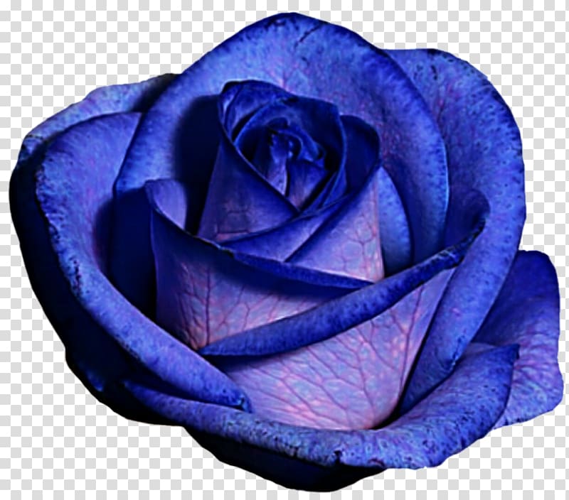 Centifolia roses Blue rose Purple, blue rose transparent background PNG clipart