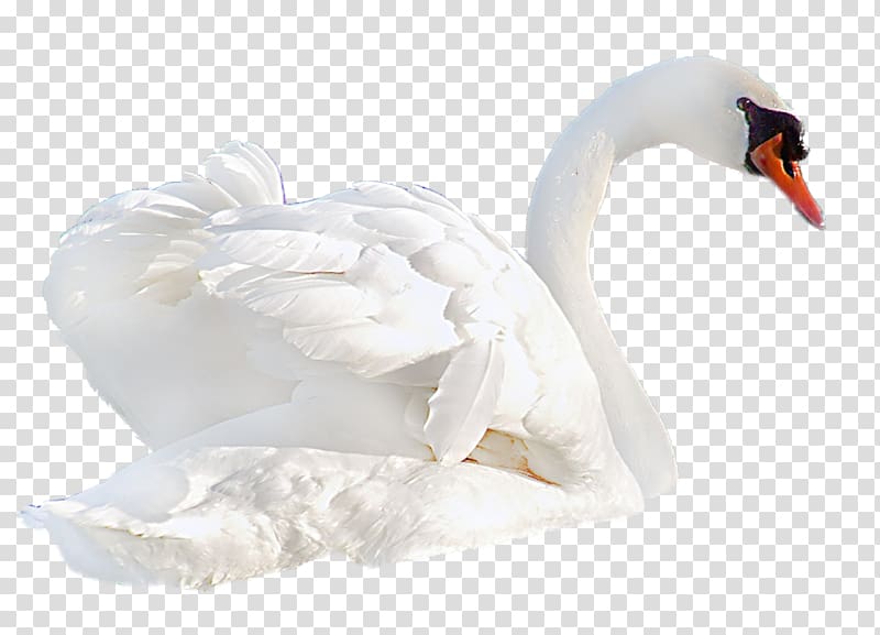 Cygnini Bird Duck White Swan Domestic pigeon, swan transparent background PNG clipart