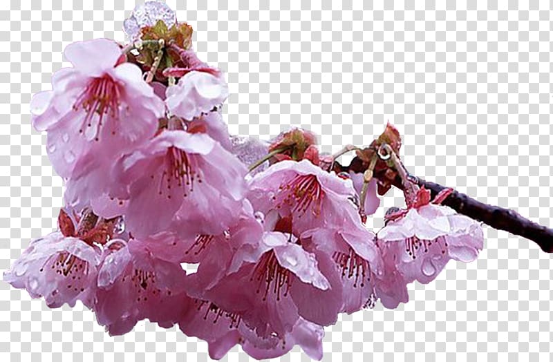 Cherry blossom Garden roses Petal ST.AU.150 MIN.V.UNC.NR AD, cherry blossom transparent background PNG clipart