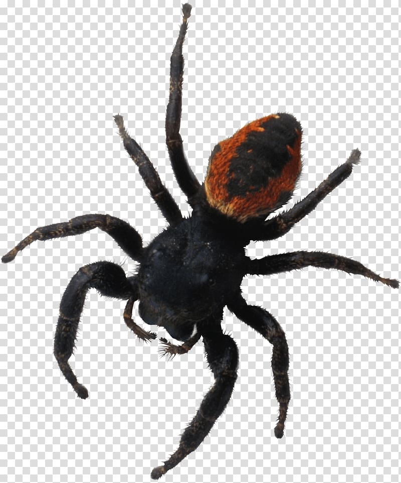 Spider bite Southern black widow Brachypelma hamorii, Spider transparent background PNG clipart