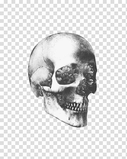 Skull art Human skeleton Human skull symbolism, Skull transparent background PNG clipart