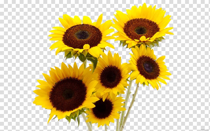 Common sunflower Flower bouquet Vase, sunflower transparent background PNG clipart