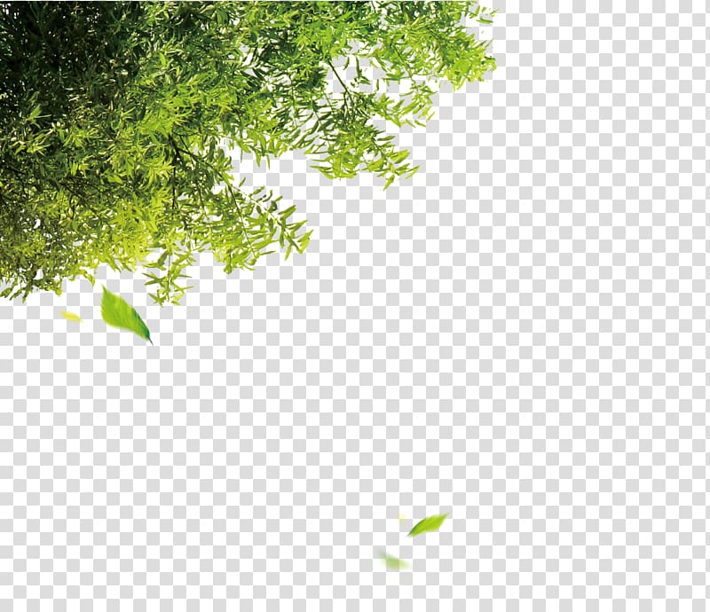 green leafed tree, Tree Leaf Computer file, Trees transparent background PNG clipart