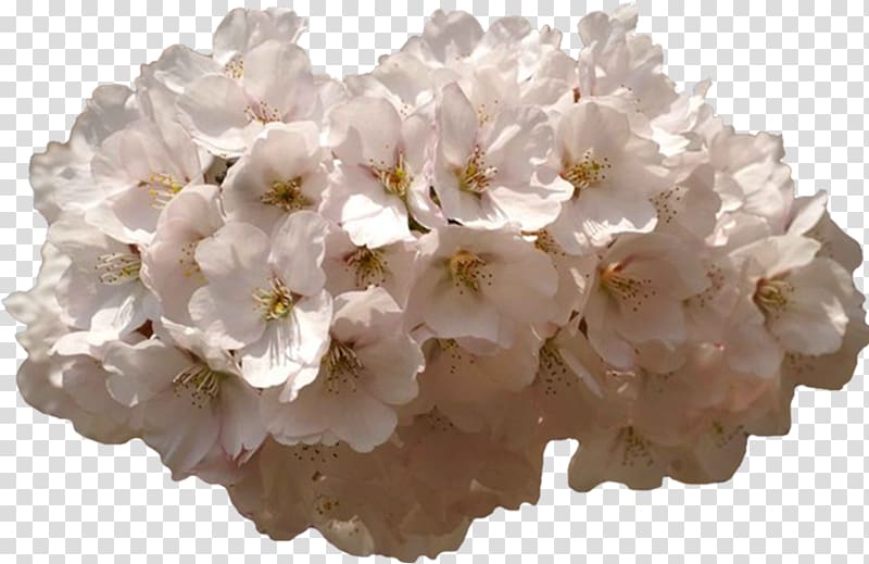 Flower garden , pink florets transparent background PNG clipart
