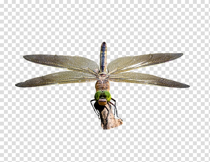 Dragonfly .xchng Pixabay , dragonfly transparent background PNG clipart