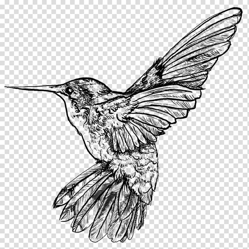 Hummingbird Work of art Sketch, humming Birds transparent background PNG clipart