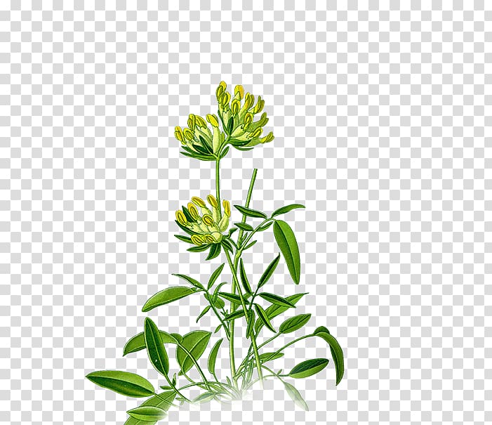 Anthyllis vulneraria Medicinal plants Plants for a Future Legumes, plant transparent background PNG clipart
