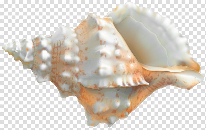 Cockle Seashell Sea snail Veined rapa whelk, seashell transparent background PNG clipart