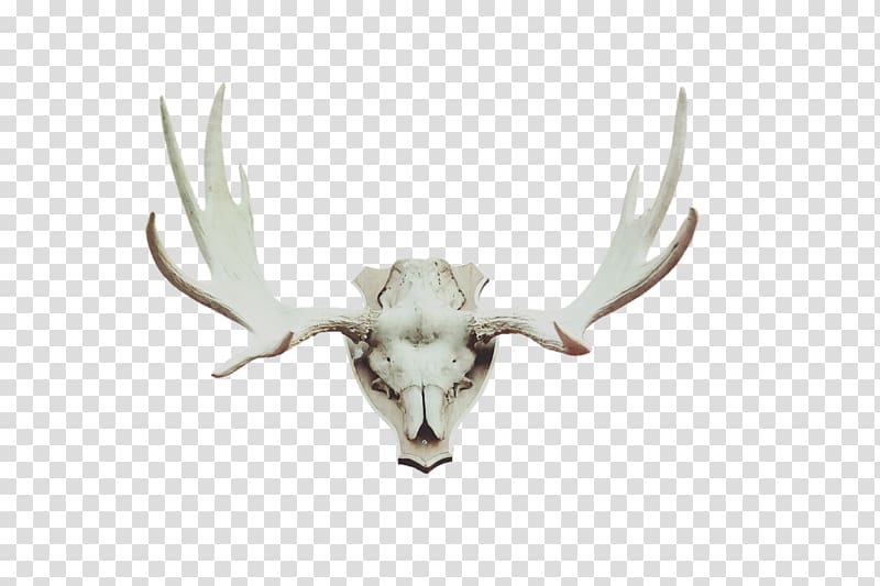 Red deer Moose Antler Horn, Antler transparent background PNG clipart