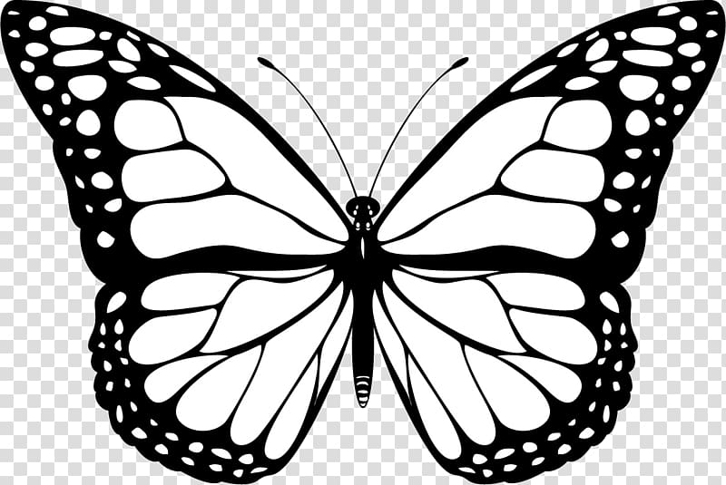 Butterfly Black and white YouTube , butterfly decoration transparent background PNG clipart