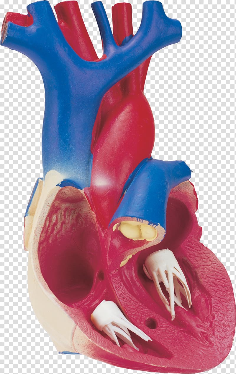 Human body Heart Organ Blood vessel Human anatomy, organs transparent background PNG clipart