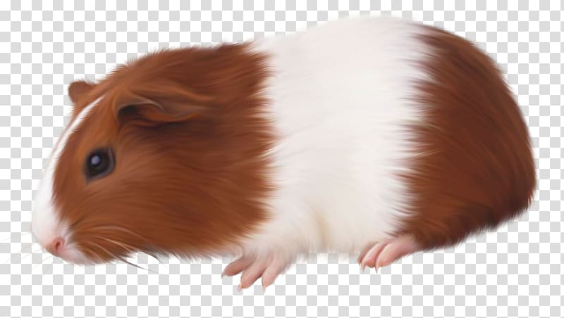 Hamster Guinea pig Rodent Vietnamese Pot-bellied, Guinea Pigs transparent background PNG clipart
