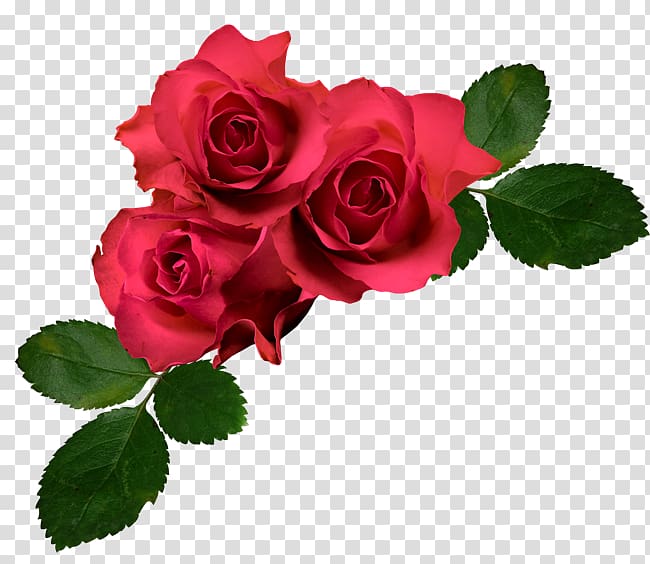 Garden roses Cabbage rose Floribunda French rose, red roses transparent background PNG clipart