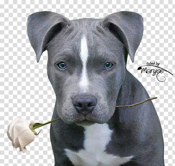 American Pit Bull Terrier Staffordshire Bull Terrier American Staffordshire Terrier, puppy transparent background PNG clipart
