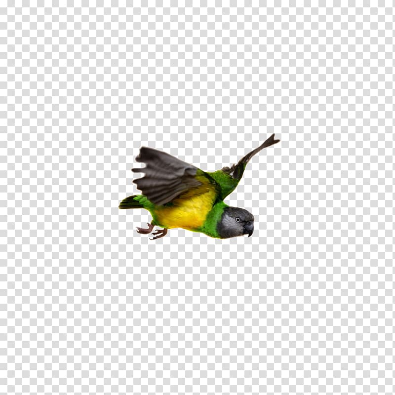 Senegal parrot Bird Flight Beak, parrot transparent background PNG clipart