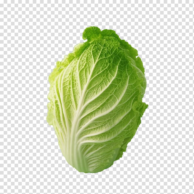 Napa cabbage Bok choy Chinese cabbage Cauliflower, Cabbage transparent background PNG clipart