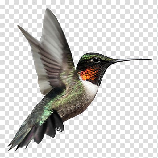 Ruby-throated hummingbird Broad-billed hummingbird, Bird transparent background PNG clipart