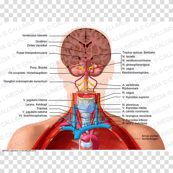Organ Human anatomy Human head Human body Neck, others transparent background PNG clipart