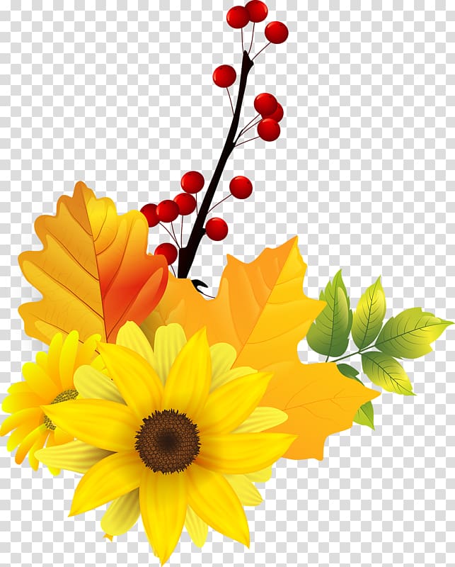 Common sunflower Transvaal daisy , flower transparent background PNG clipart