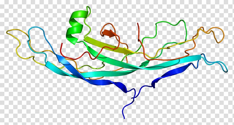 CGB2 Human chorionic gonadotropin Protein subunit Gene, others transparent background PNG clipart