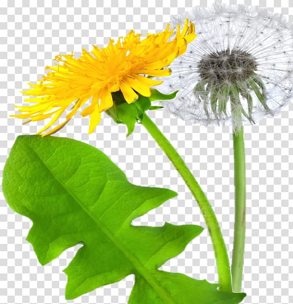 Dandelion transparent background PNG clipart