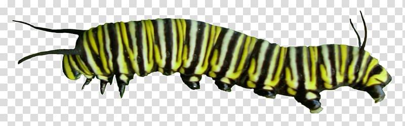 Caterpillar Monarch butterfly Asclepias curassavica, Caterpillar Pic transparent background PNG clipart