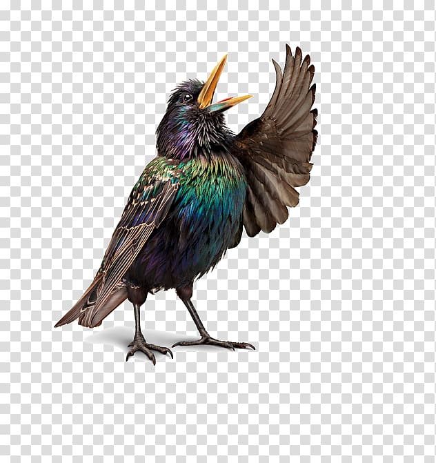 Bird Illustrations European robin Opera , Singing birds transparent background PNG clipart